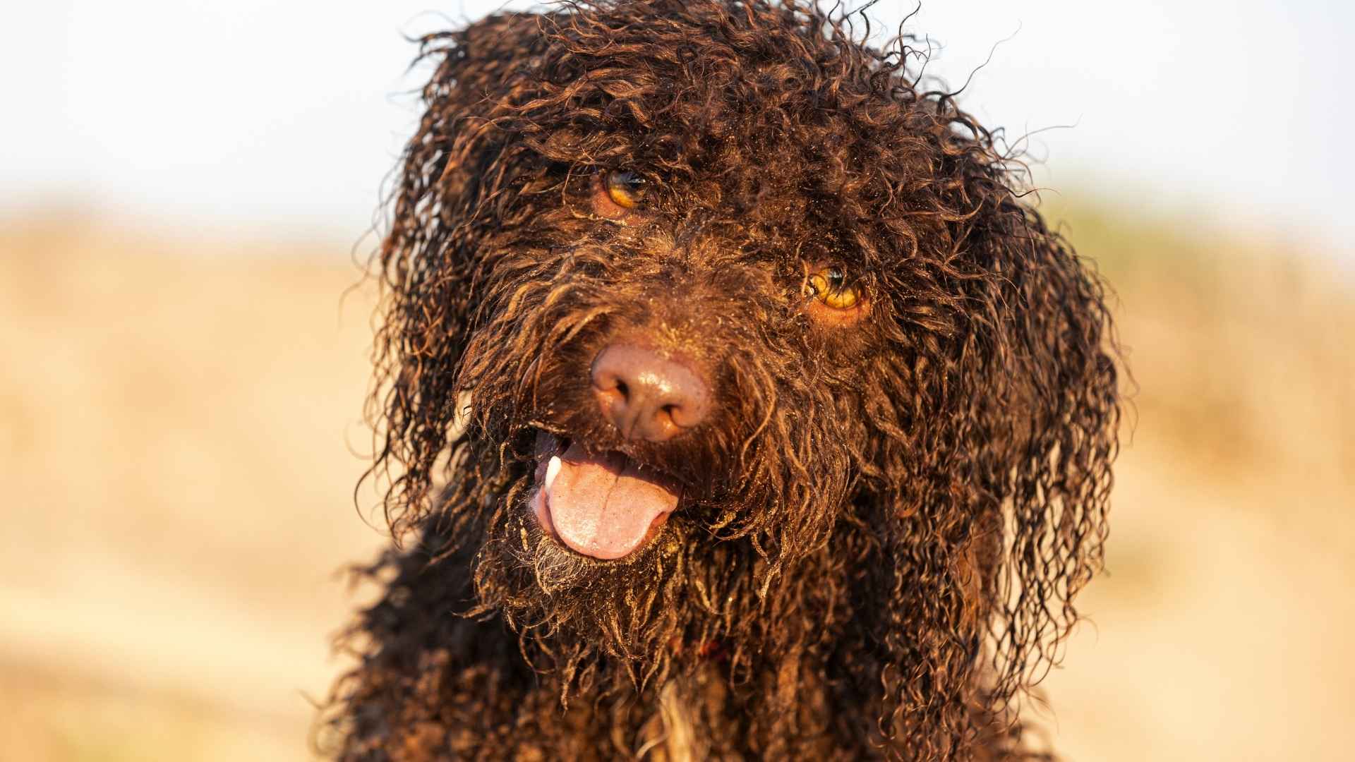 Perro de agua español